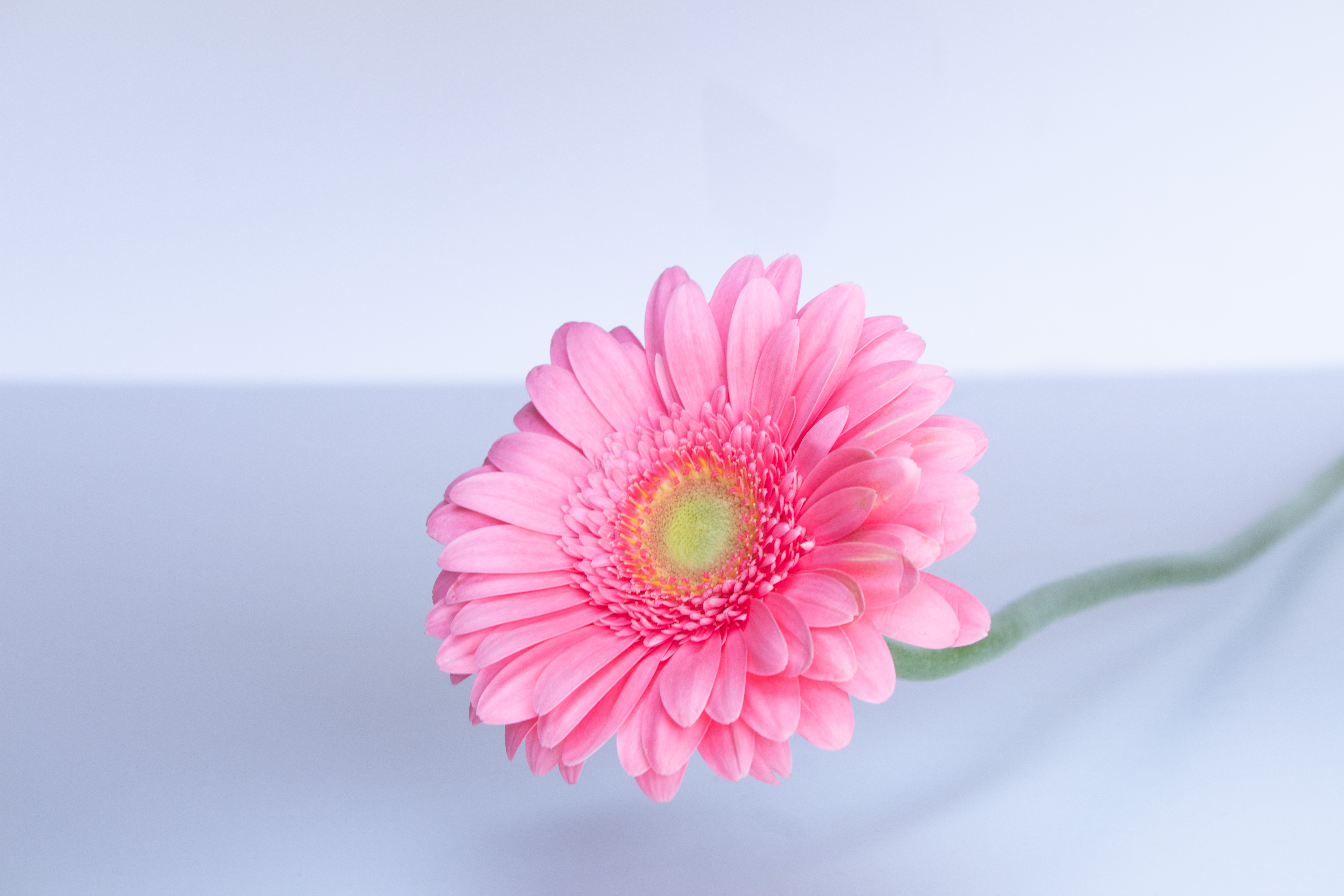  GERBERA  PINK-HOLLAND 