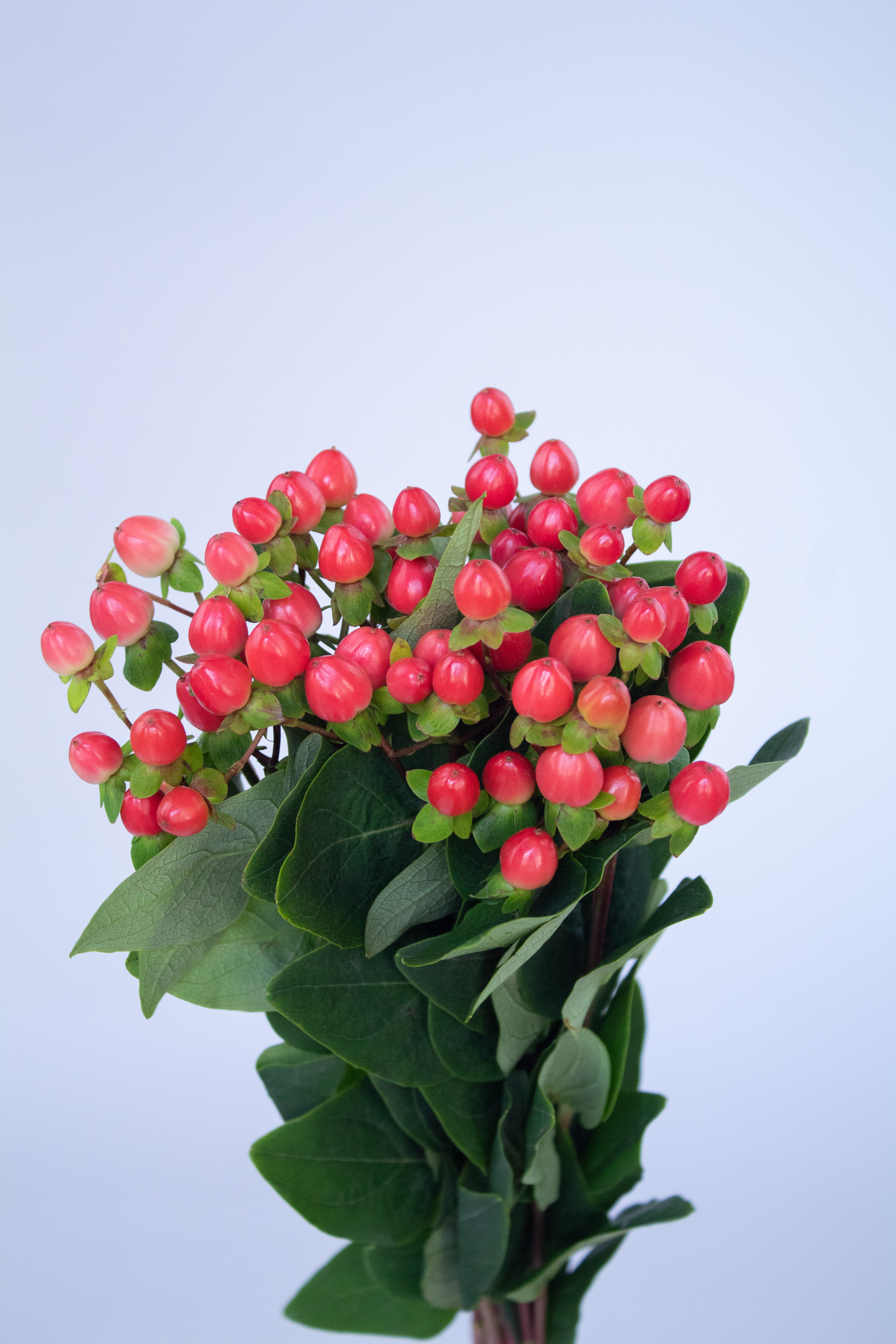  HYPERICUM RED-HOLLAND 