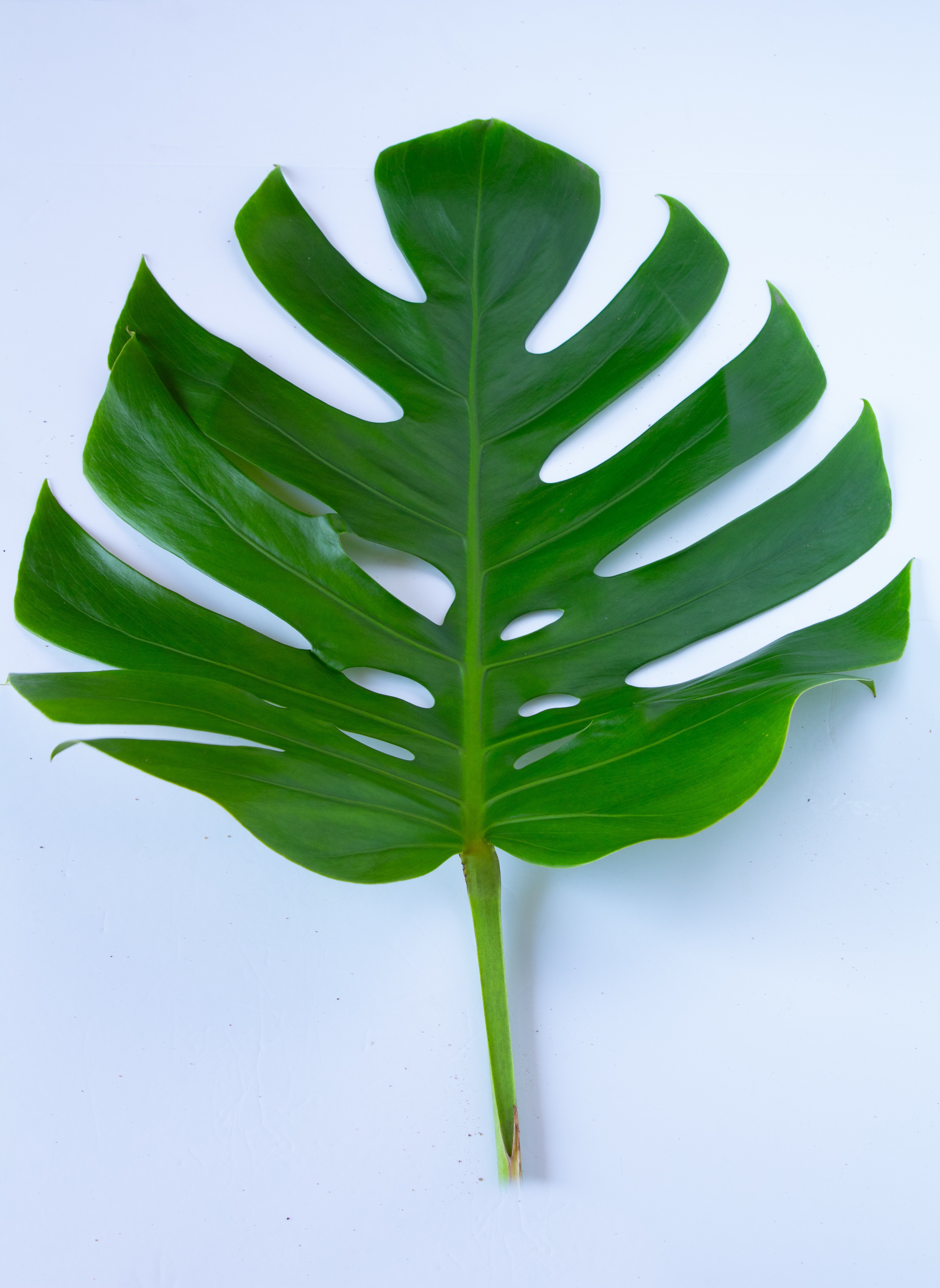  MONESTERA-THAILAND-MEDIUM 