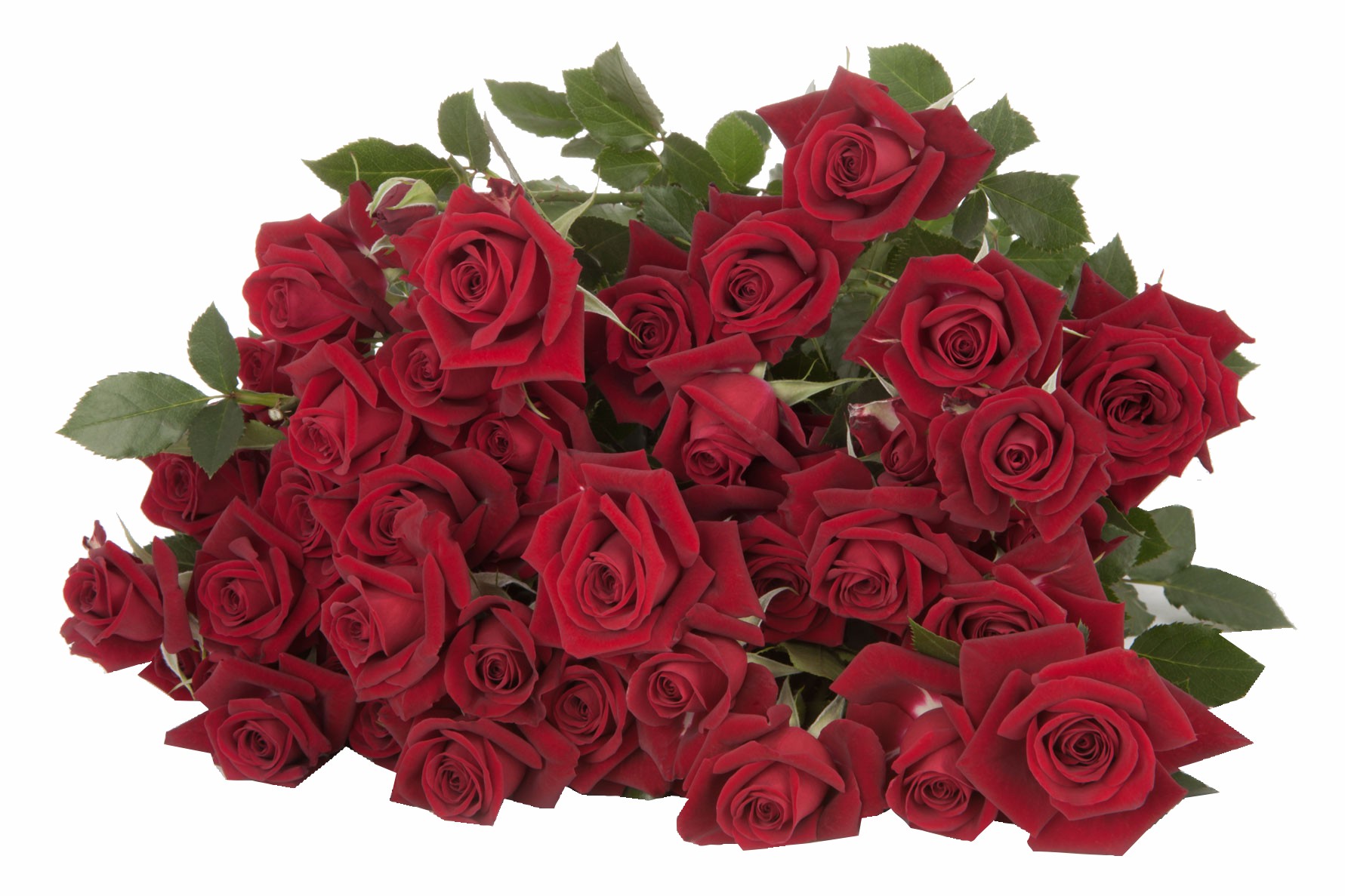  ROSES SPRAY RUBICON -SUBATI 