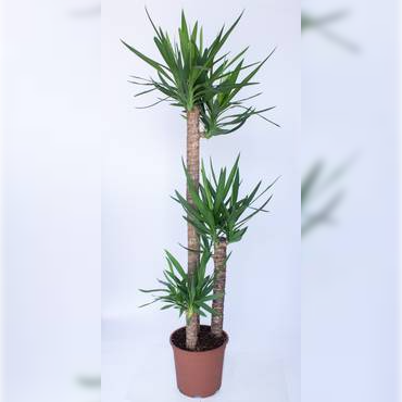  YUCCA 