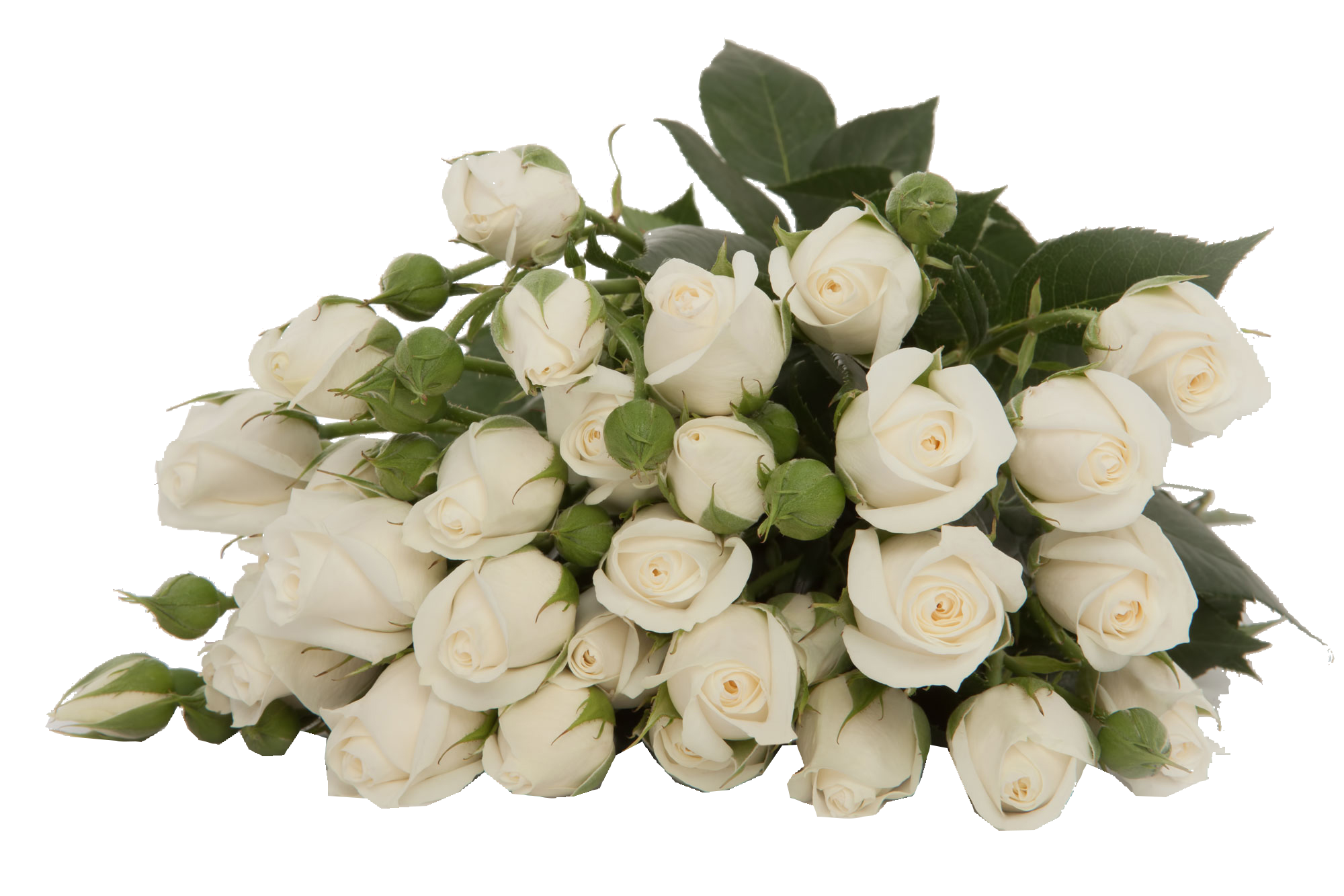  ROSES SPRAY SNOWY BUBLE -KENYA 