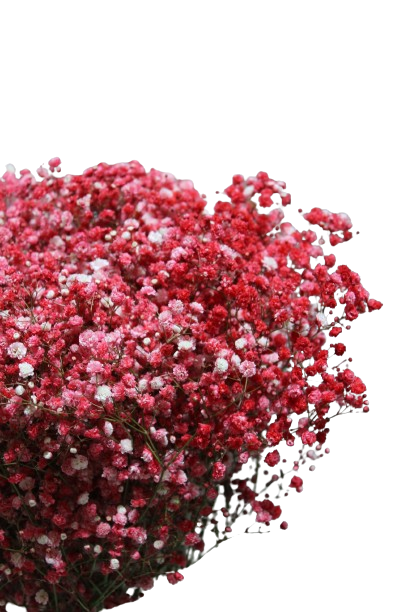  GYPSOPHILA RED -TINTED-HOLLAND 