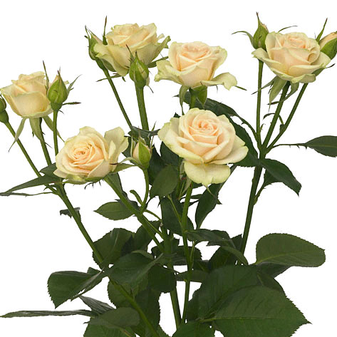  ROSES SPRAY JELENA -KENYA 