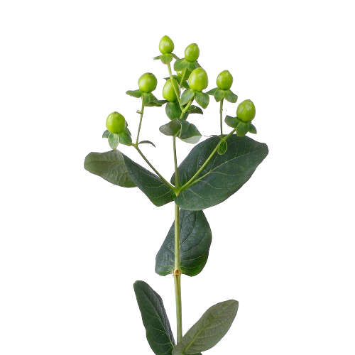  HYPERICUM GREEN-KENYA 