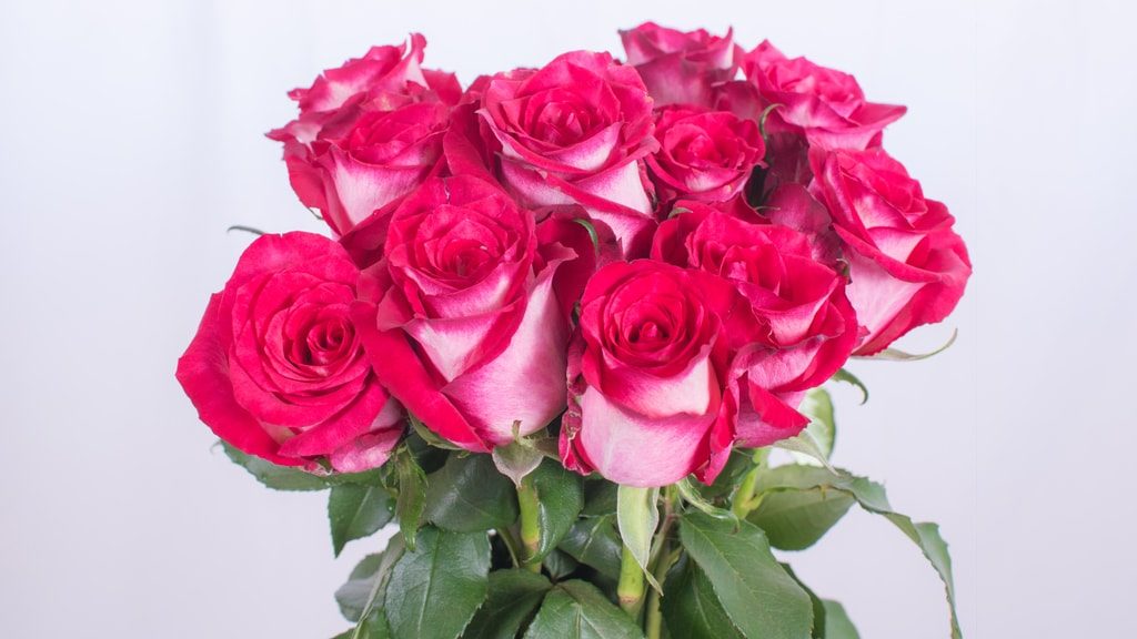  ROSES NICOLATTA-KENYA 