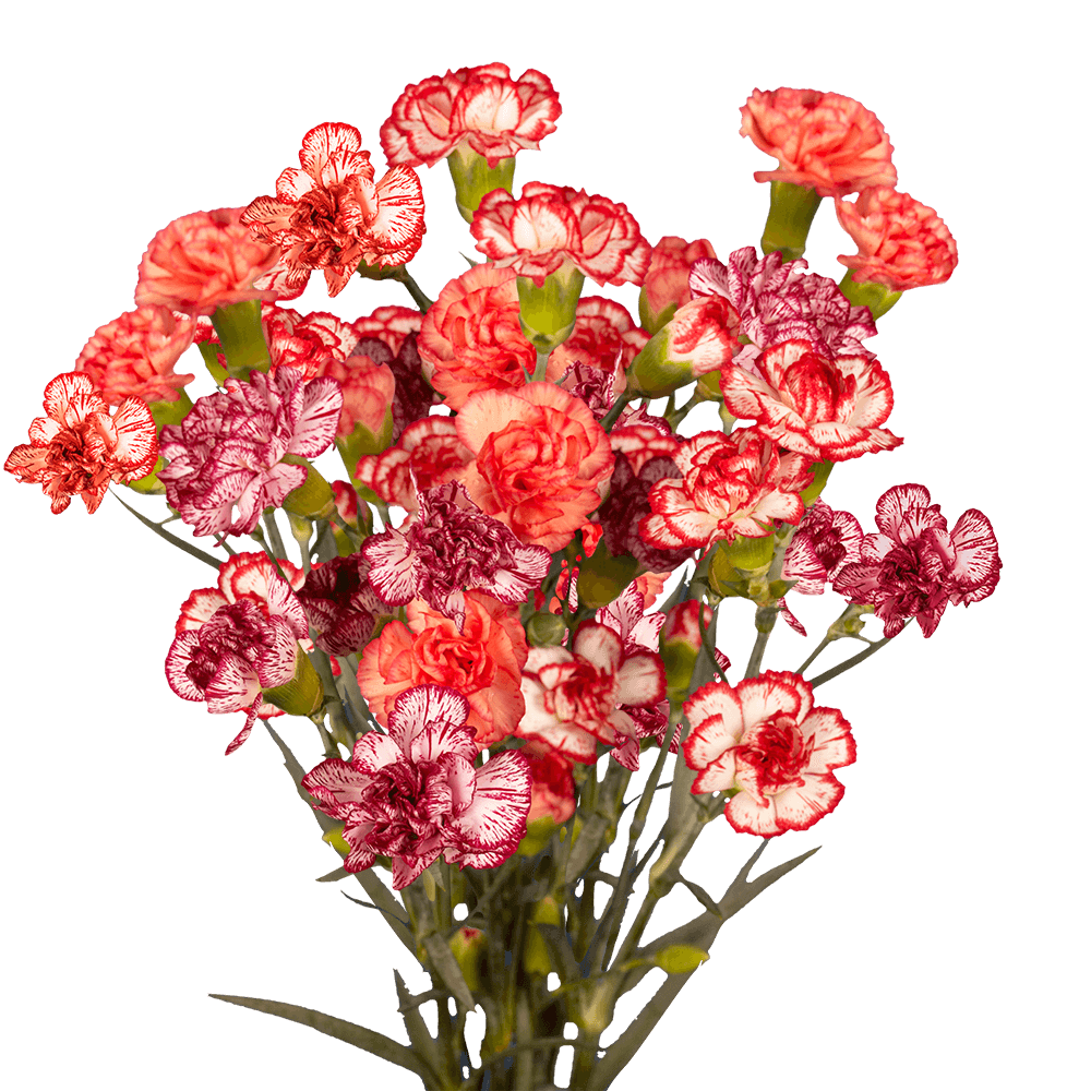  CARNATION DOUBLE COLOUR-KENYA 