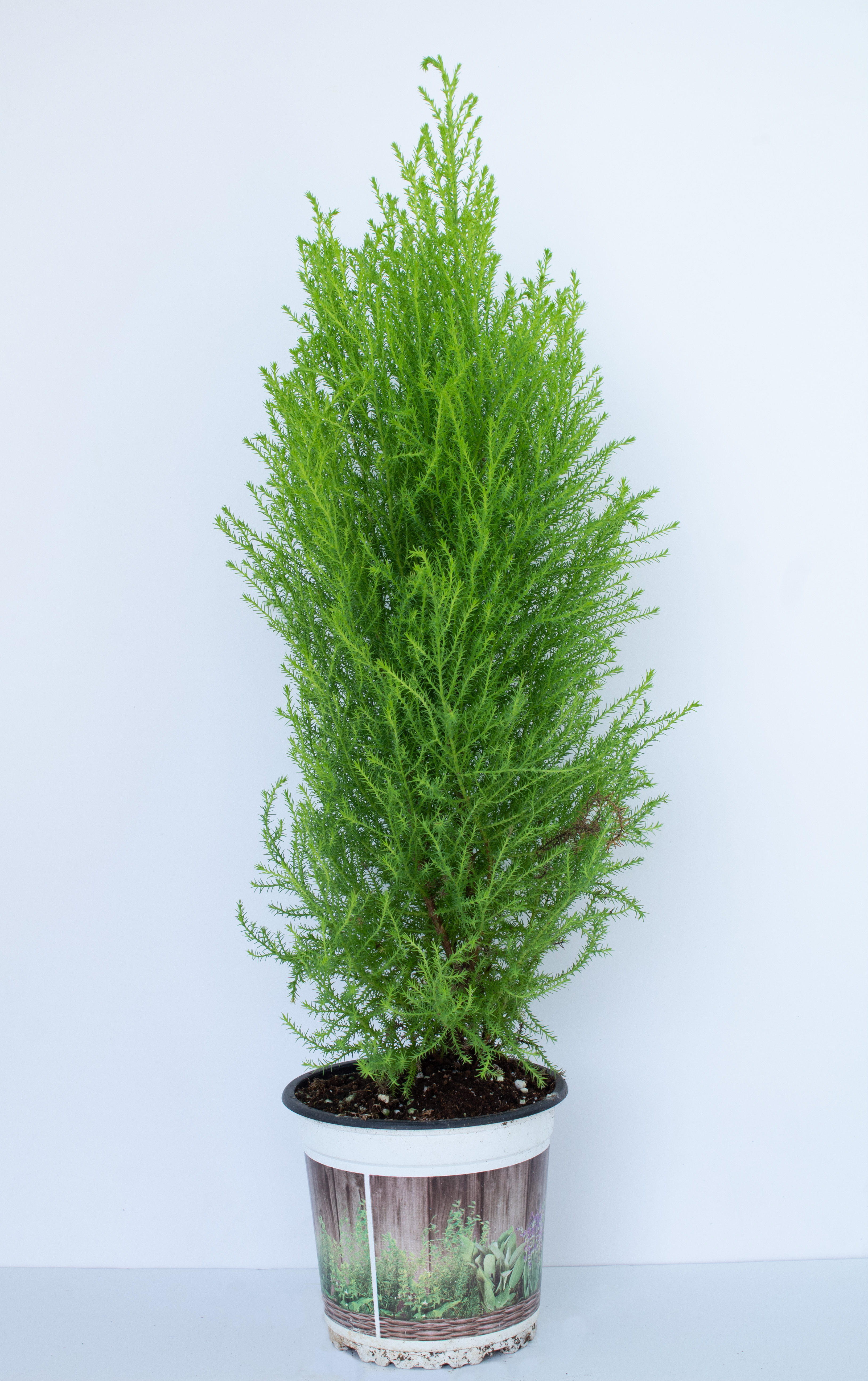  CUPRESSUS 