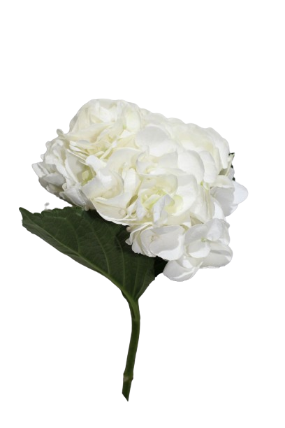  HYDRANGEA WHITE-KENYA 