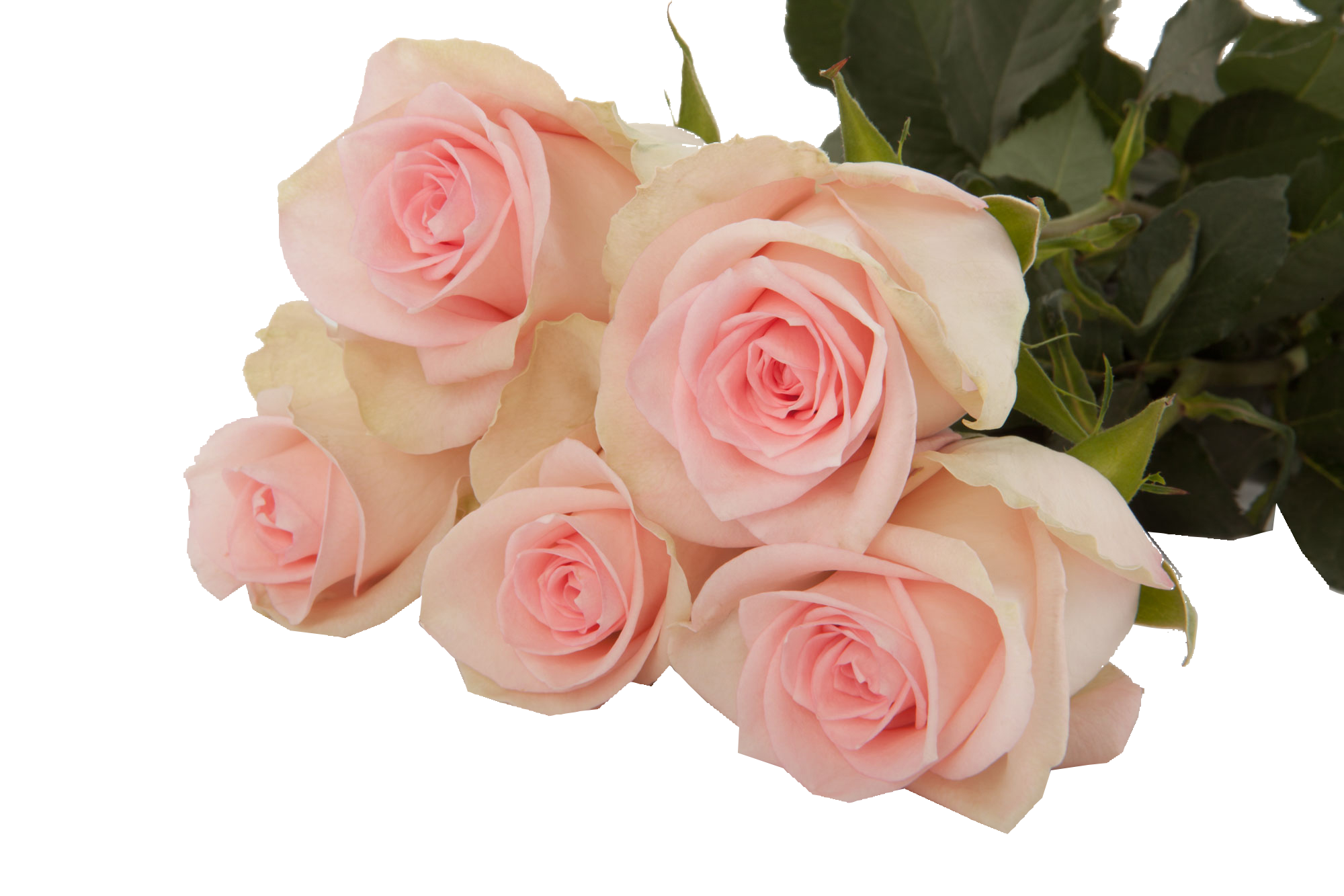  ROSES FLAMINGO -ETHIOPIA 