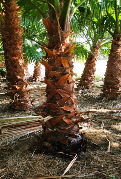  WASHINGTONIA 2 METERS 