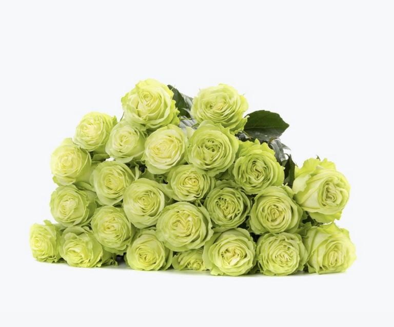  ROSES FEELING GREEN-ITA 