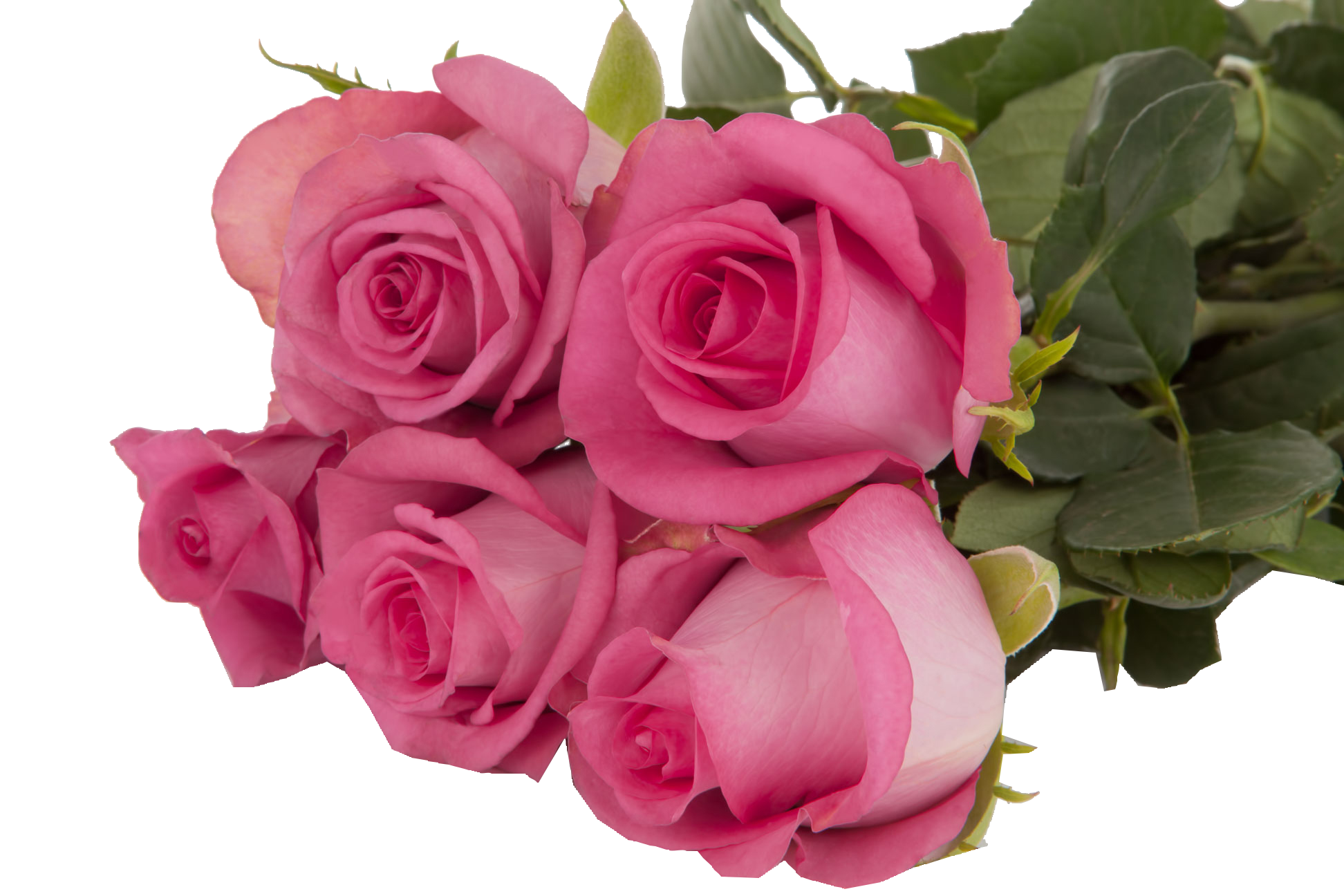  ROSES MARINA-KENYA 