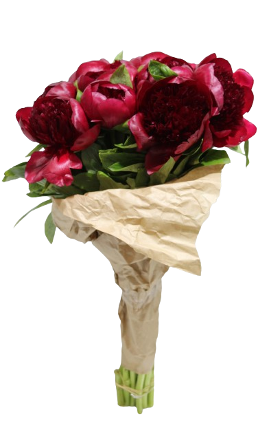  PEONIA RED-NEWZEALAND 
