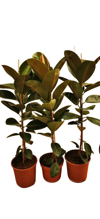  FICAS ROBUSTA -BIG 