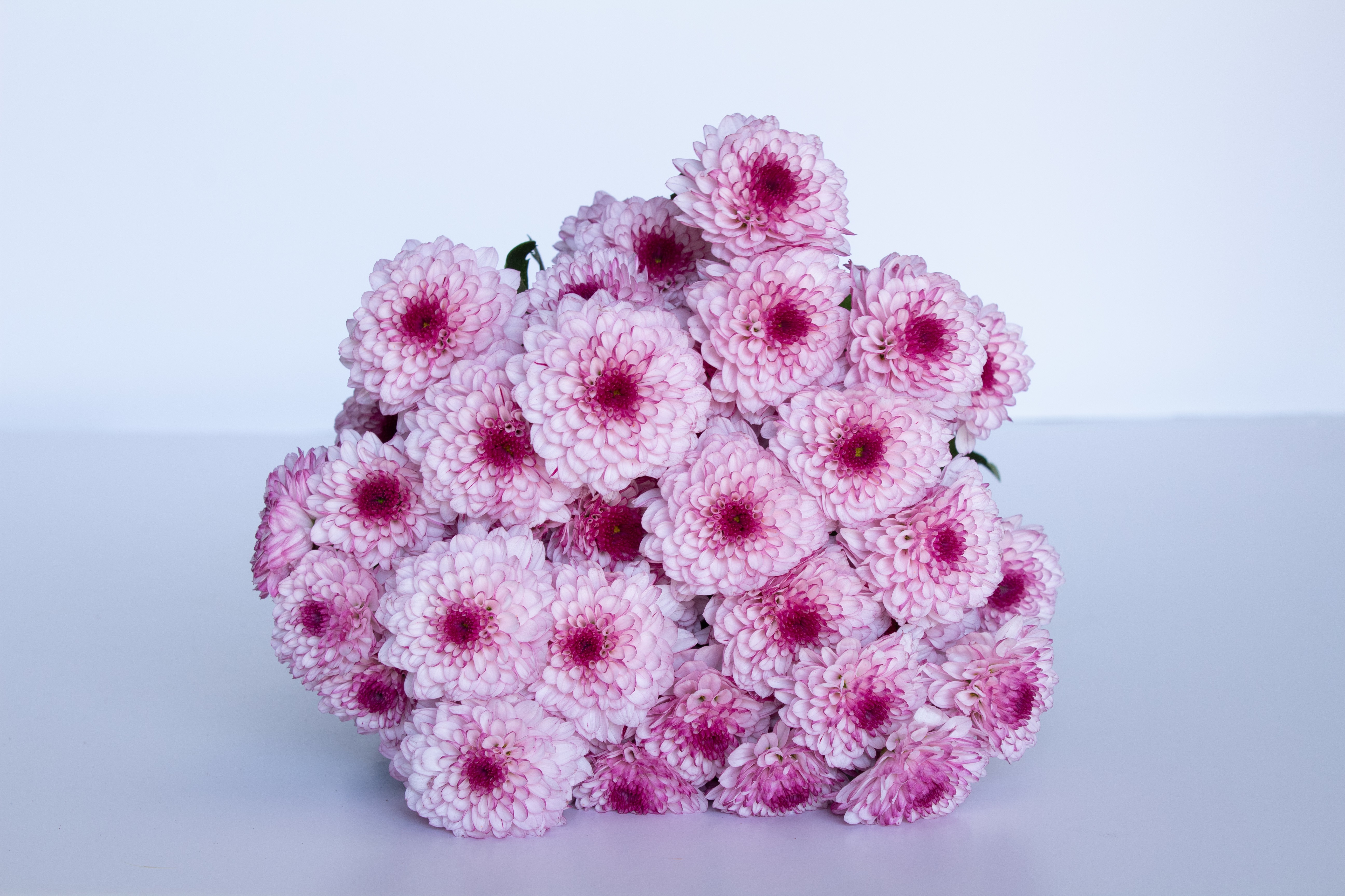  CHRYSANTHEMUM LOLLIPOP-ITA 