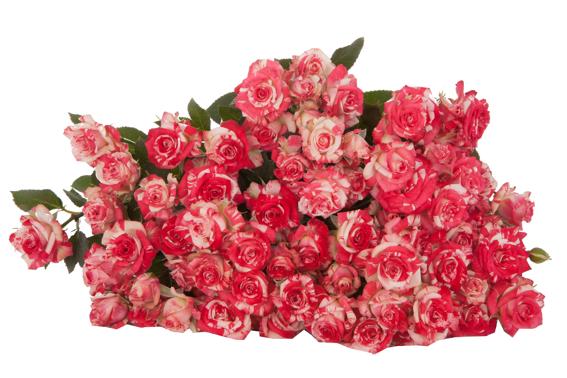  ROSES SPRAY FIRE WORKS -KENYA 