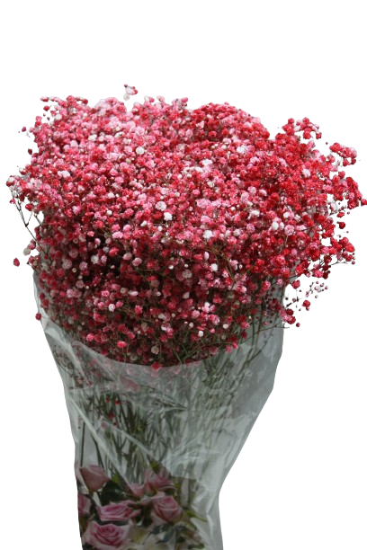  GYPSOPHILA RED -TINTED-HOLLAND 