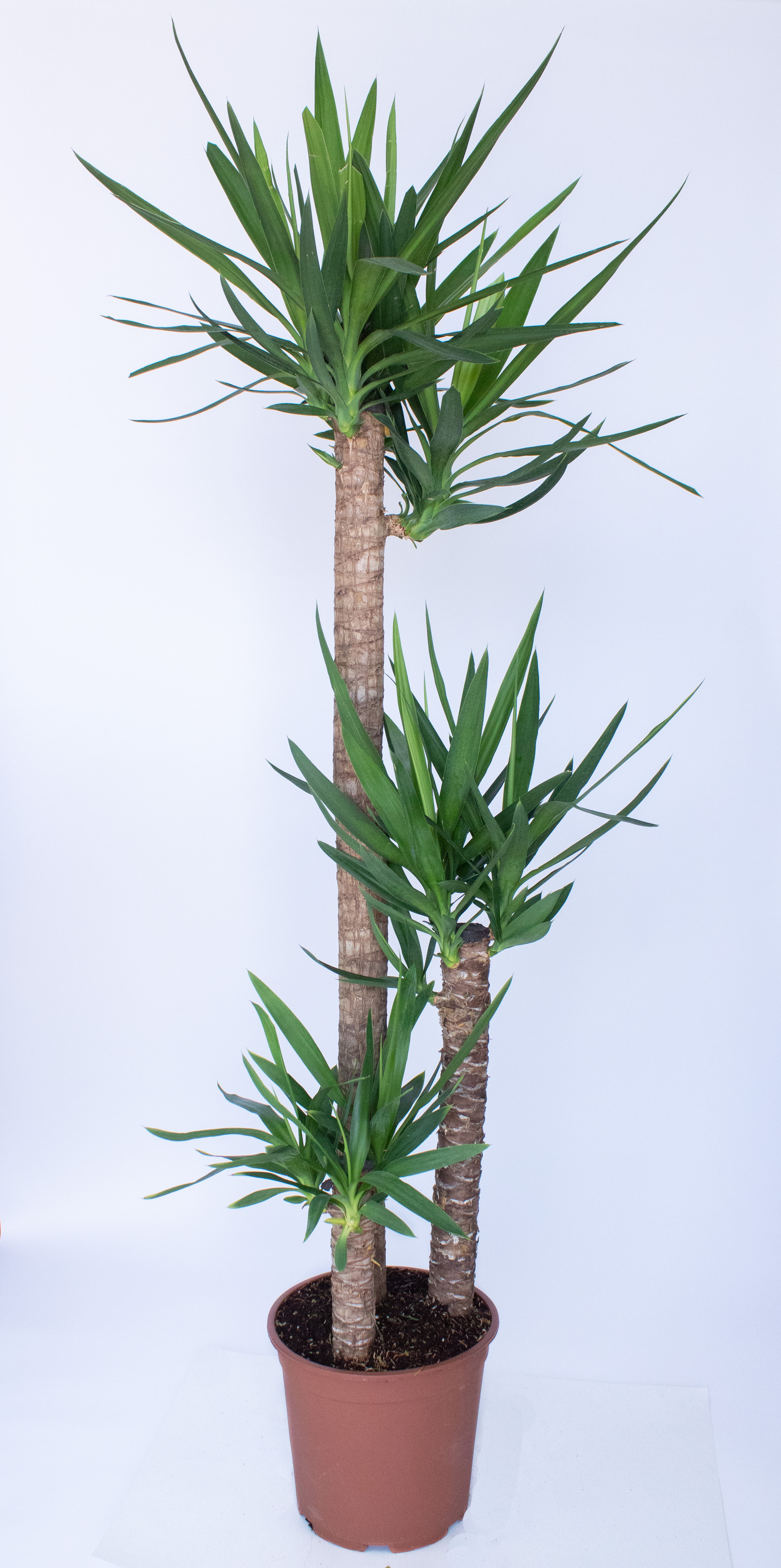  YUCCA 