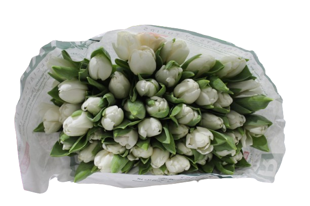  TULIP WHITE-ITA 