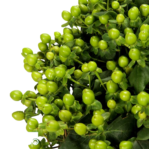  HYPERICUM GREEN-KENYA 