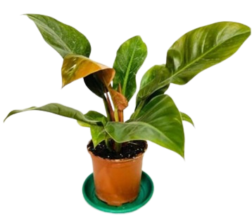  philodendron 