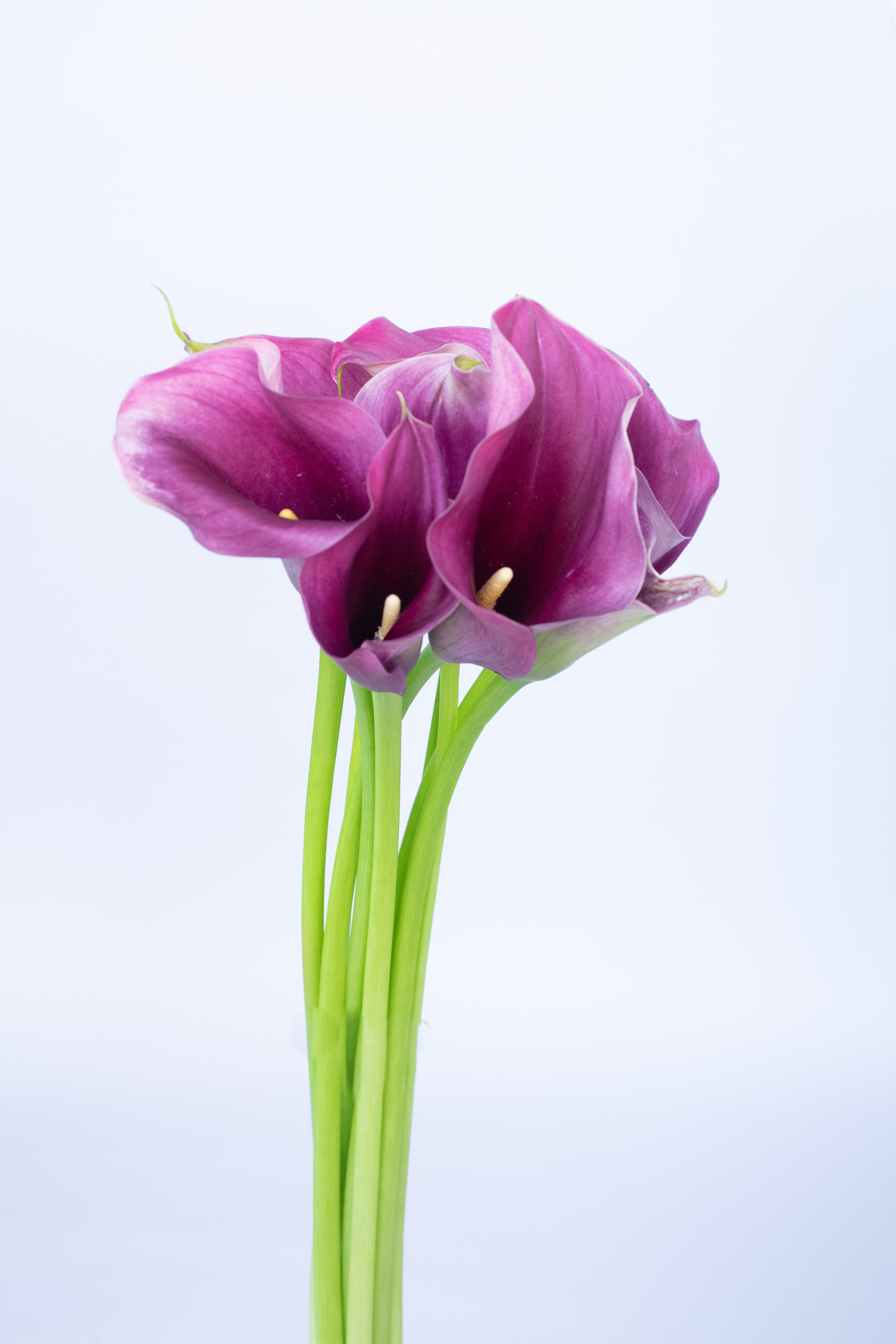  CALLA MOUVE-HOLLAND 