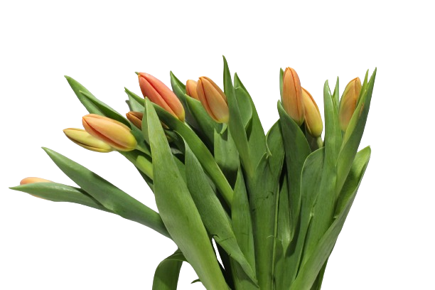  TULIP ORANGE-HOLLAND 