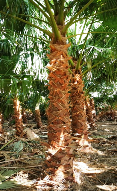 WASHINGTONIA 2 METERS 