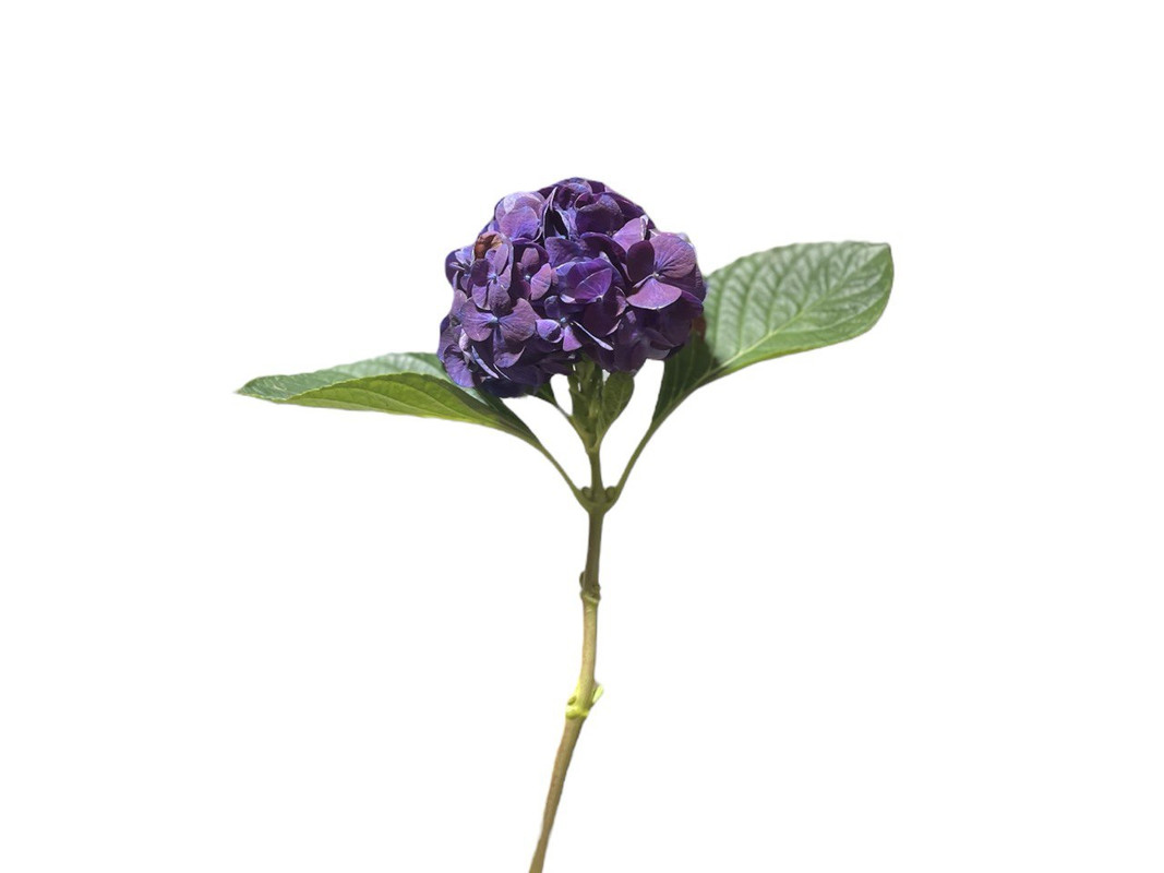  HYDRANGEA DARK MOUVE-HOLLAND 