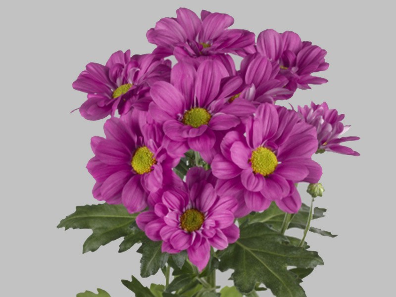  CHRYSANTHEMUM REGAN FUCSHIA -ITA 