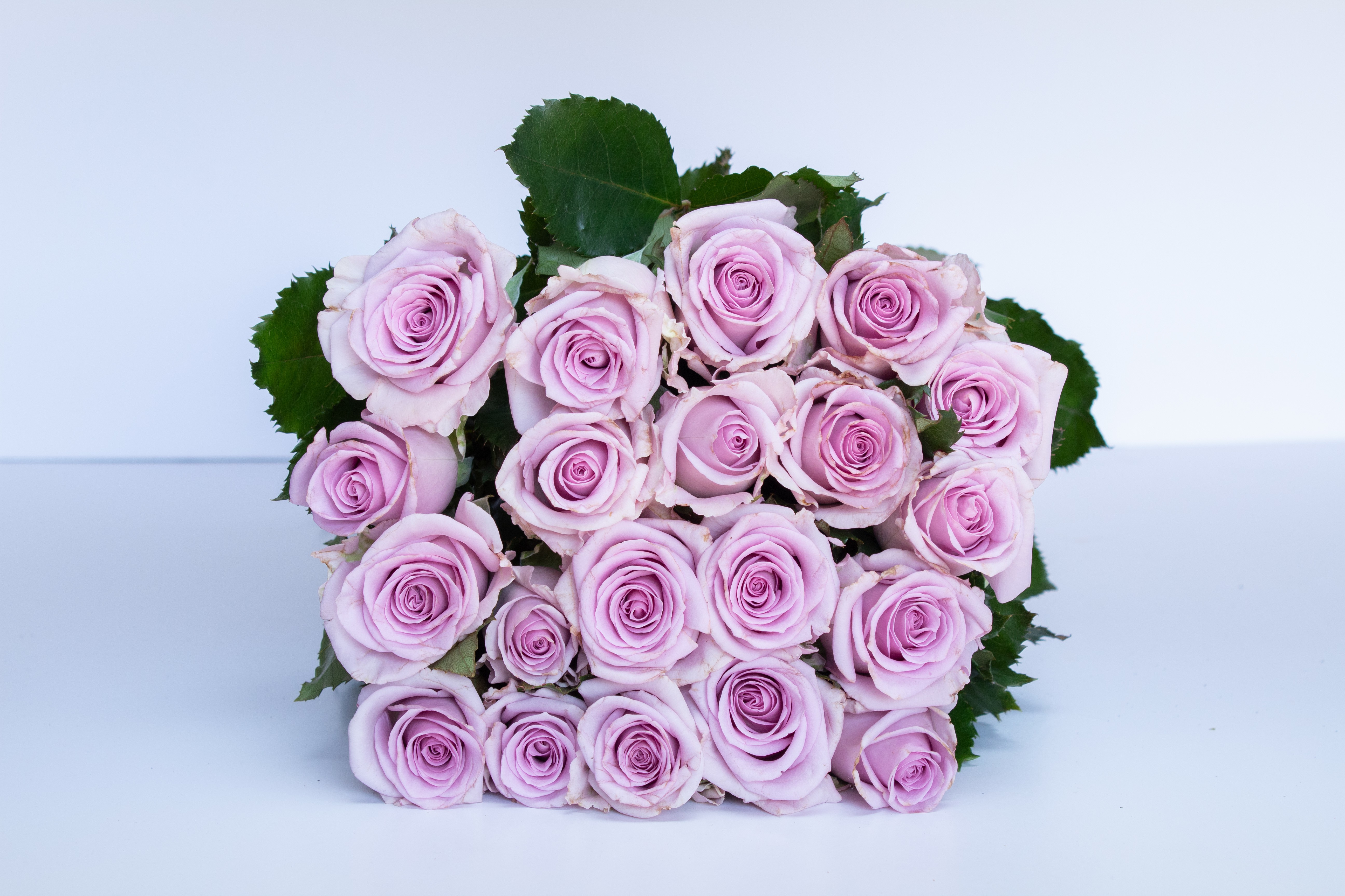  ROSES OCEAN SONG-ITA 