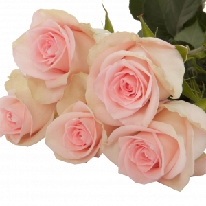  ROSES GOOD TIME-KENYA 