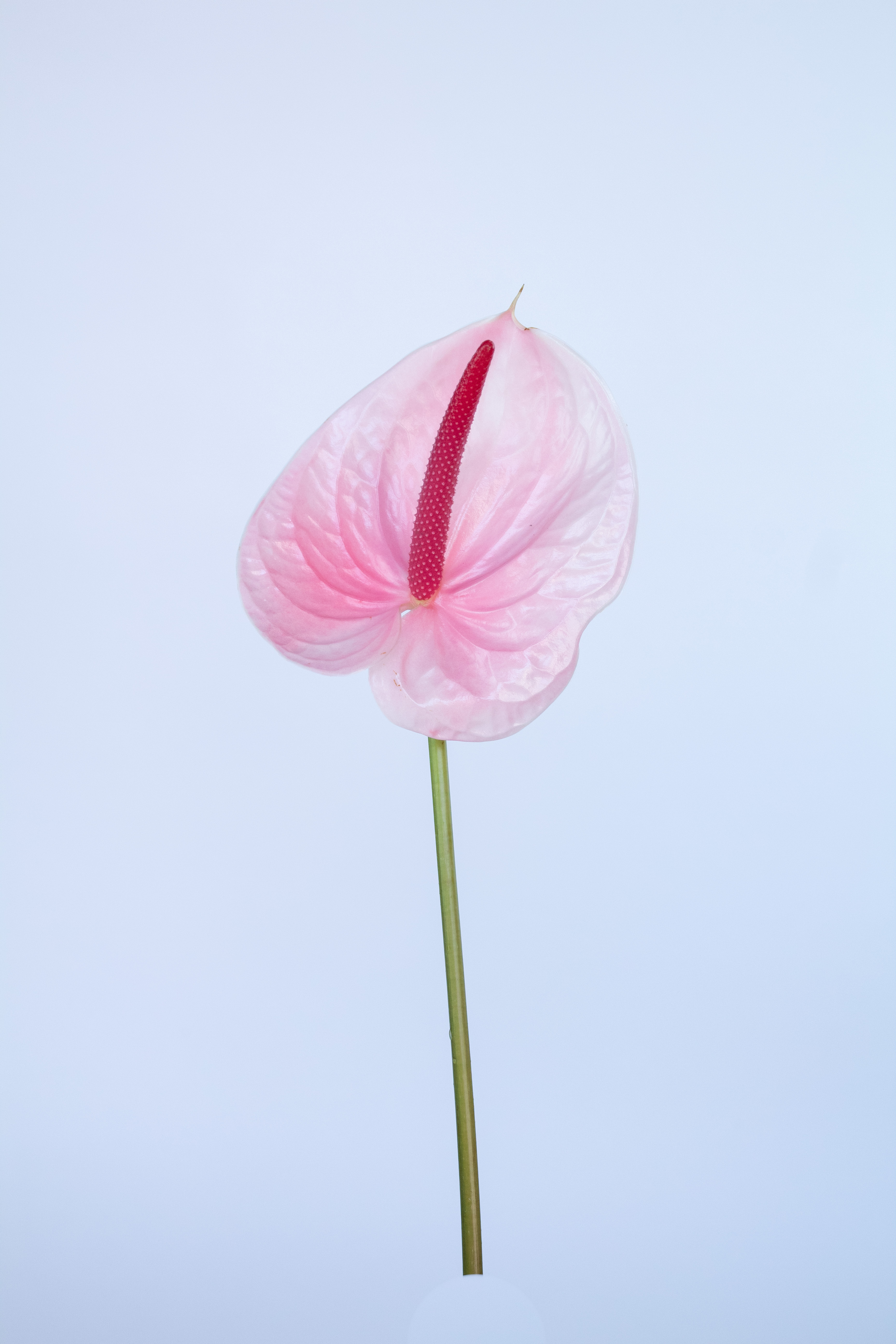  ANTHURIUM DARK  PINK-HOLLAND 