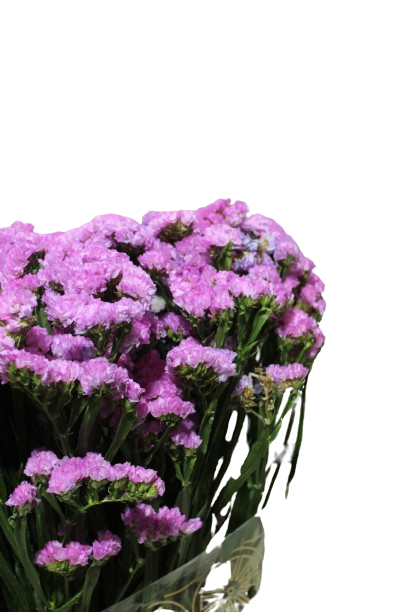  ستاتيس الدولة الأرجوانية-كينيا 