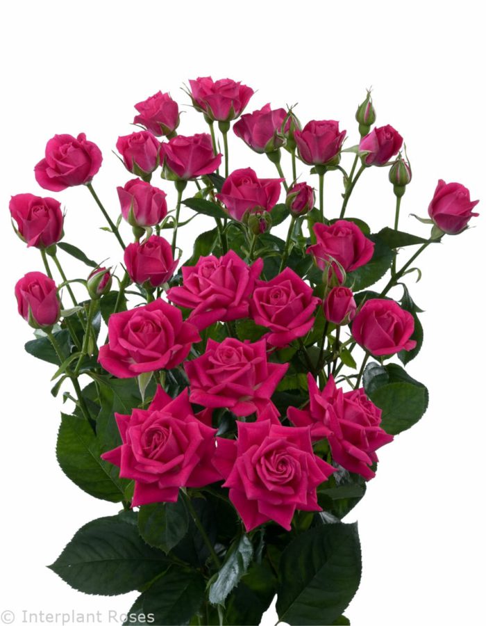  ROSES SPRAY ALICIA-SUBATI 