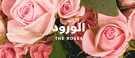 ورود طبيعية - متجر ميرام