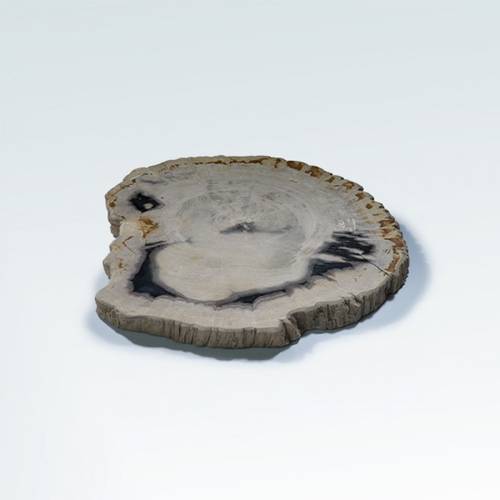 خشب متحجر (PETRIFIED WOOD)