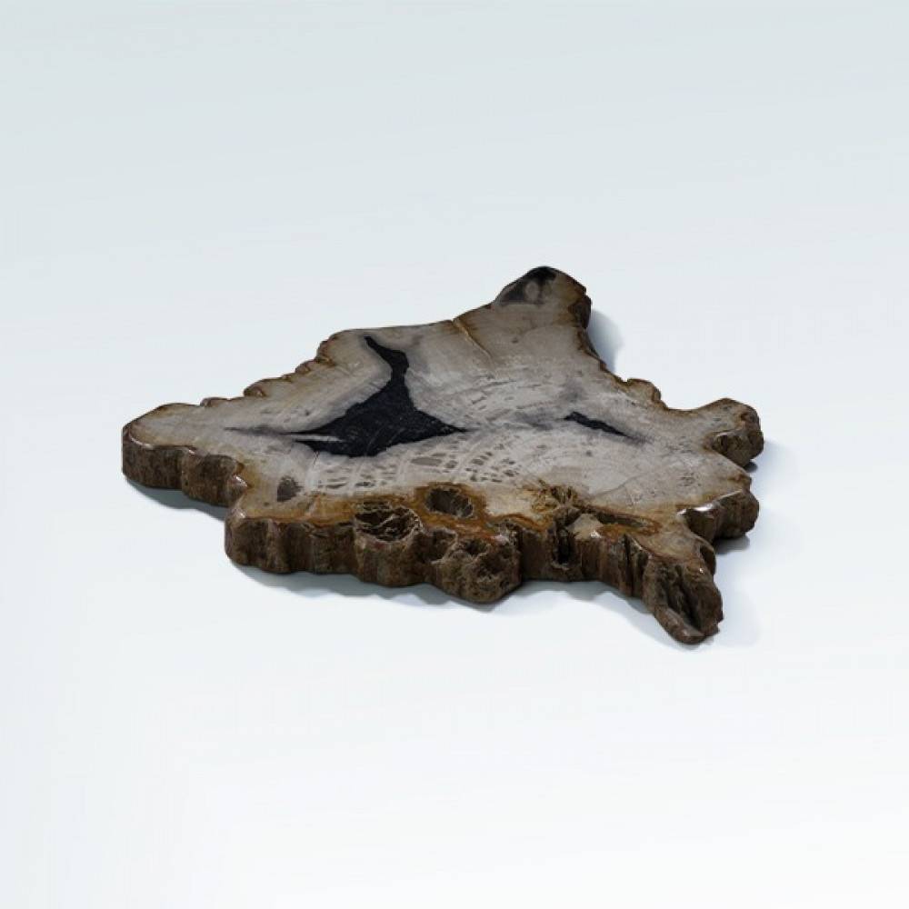 خشب متحجر (PETRIFIED WOOD)