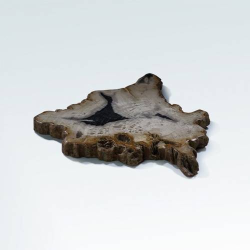 خشب متحجر (PETRIFIED WOOD)