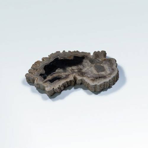 خشب متحجر (PETRIFIED WOOD)