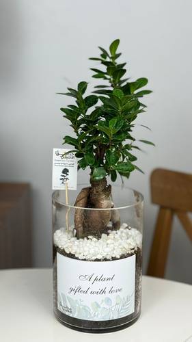 البونساي الطبيعية  🌿مع مركن قزاز