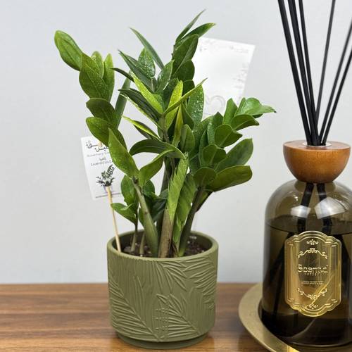نبتة الزاميا(Zamioculcas) بأاصيص سيراميك تجريدي