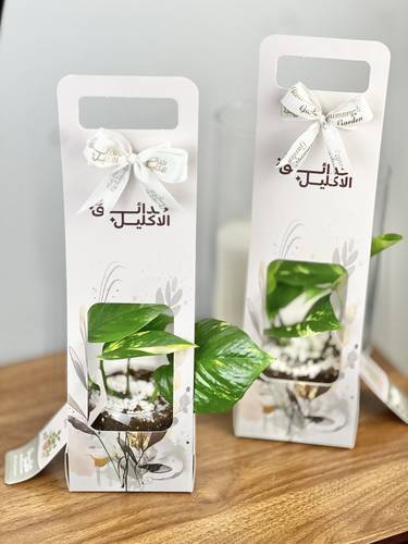 نبتة البوتس مع هولدر حدائق الاكليل