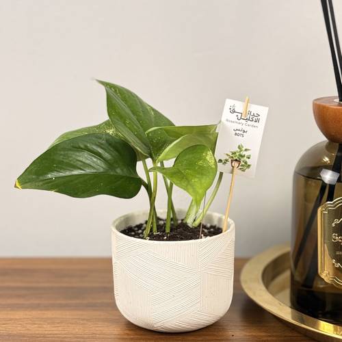 نبتة البوتس🌿