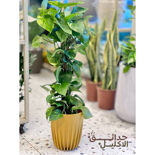 بوتس مجهزه