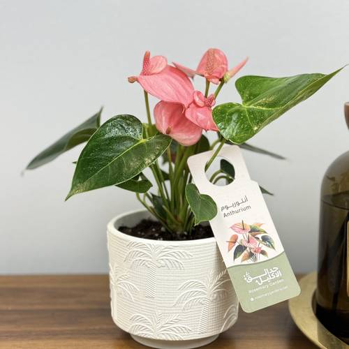 💗 زهرة القلب الوردي أنثوريوم وردي (Pink Anthurium):