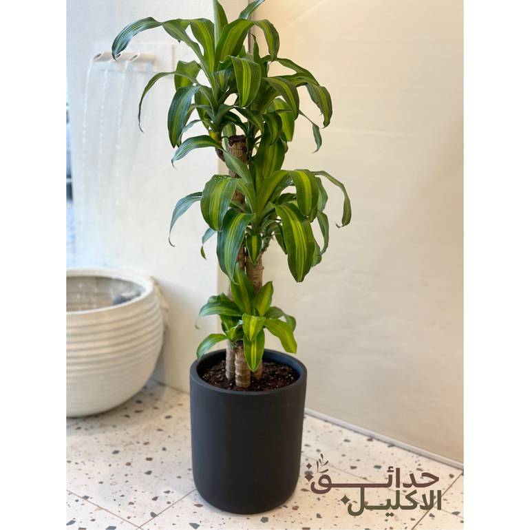 نبتة دارسينا ماسنجانا في مركن 