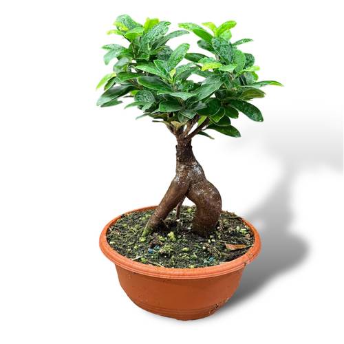 بونساي 30cm