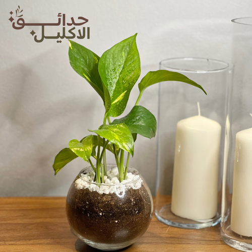 بوتس في اصيص زجاجي